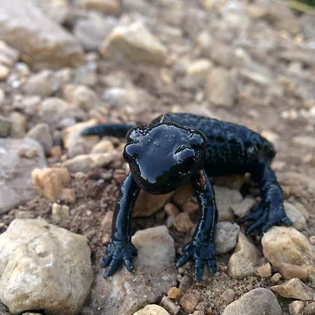 Lercherhof * فلد ام سي