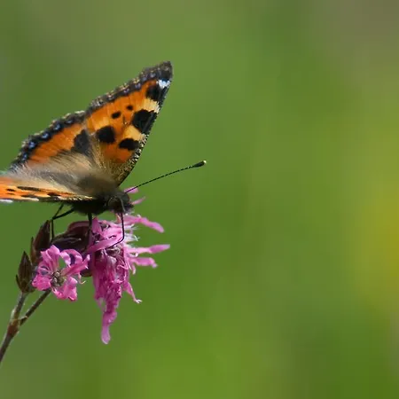 Lercherhof شقة فلد ام سي