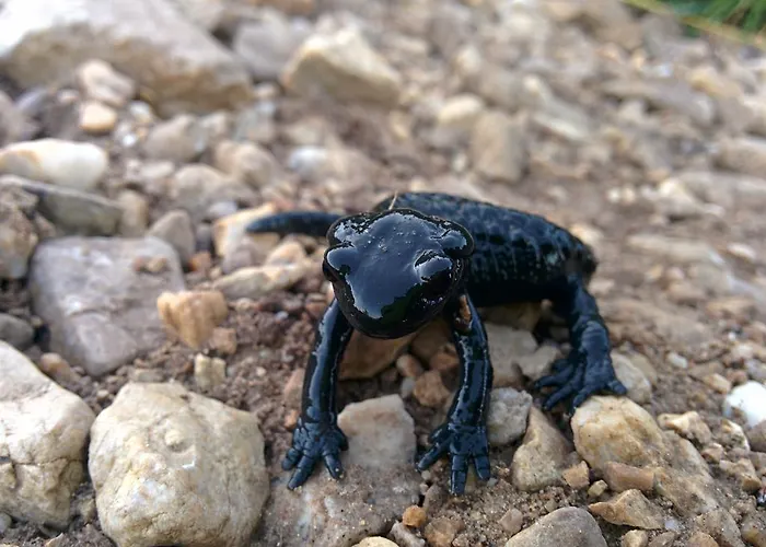 Lercherhof * Feld am See