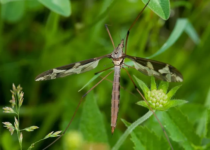 Lercherhof * Feld am See