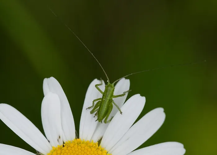 Lercherhof Feld am See