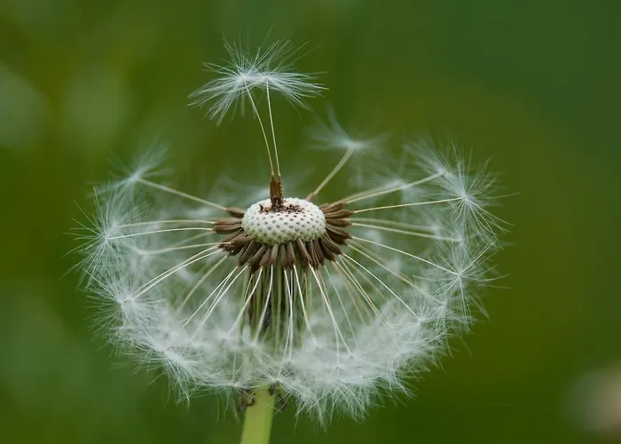 Apartament Lercherhof *
