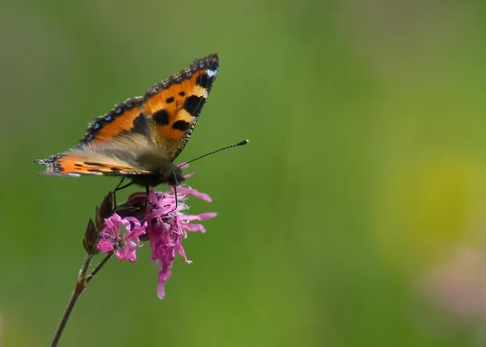 勒澄霍夫公寓 公寓 湖畔的费尔德