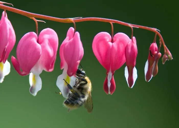 Lercherhof Apartament *