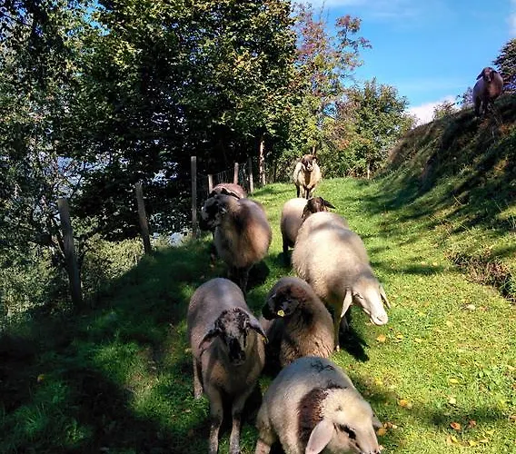 勒澄霍夫公寓 公寓