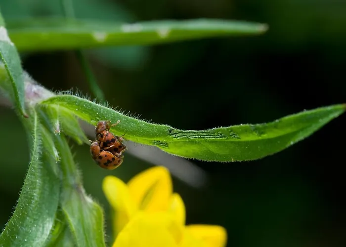 勒澄霍夫公寓 公寓 *