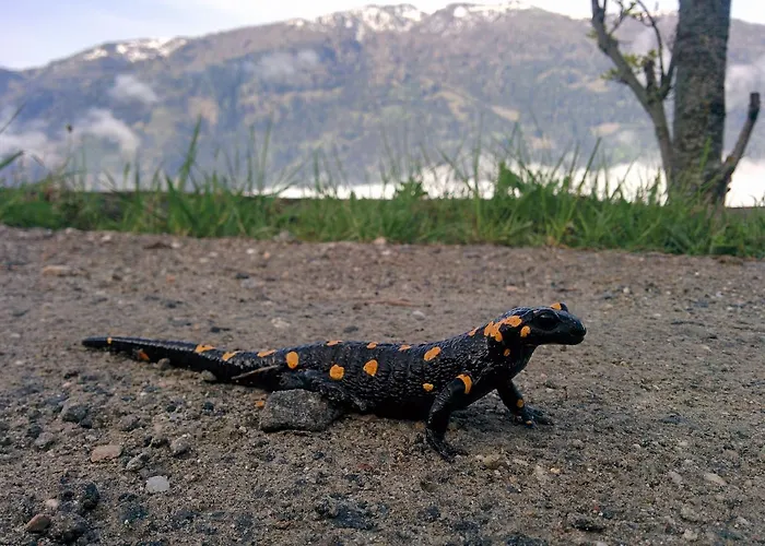 Apartament Lercherhof Feld am See