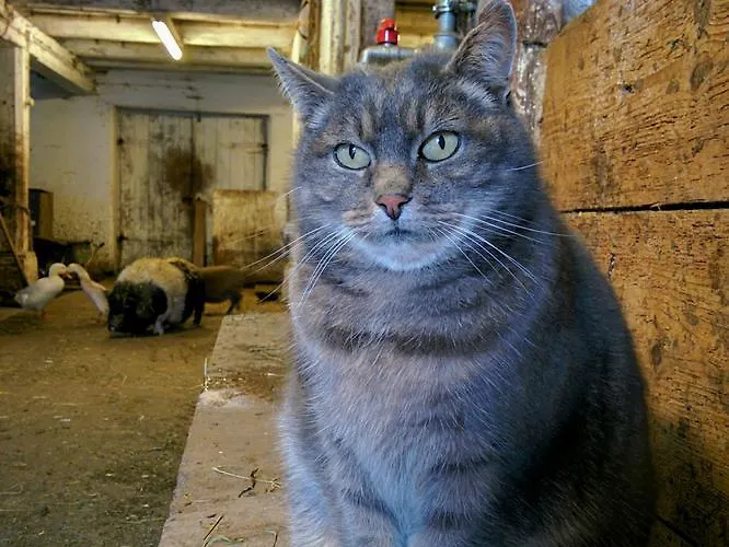 Lercherhof Apartament